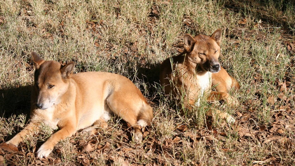 Mengenal Anjing dari Pegunungan Papua, Spesies Liar dan Langka