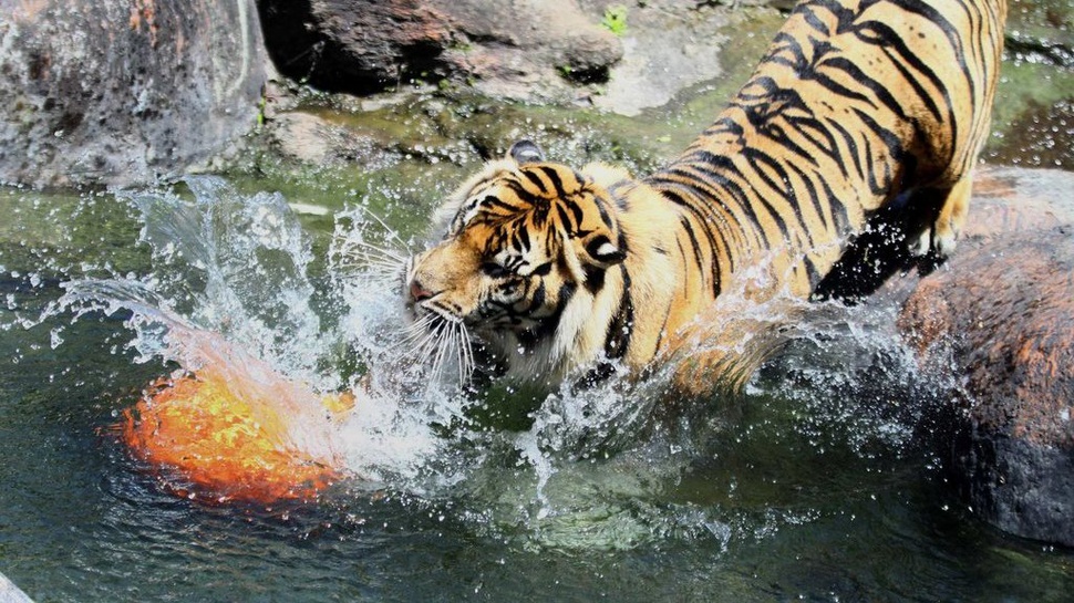 Kronologis Dua Harimau di Kalbar Lepas & Terkam Pawang hingga Tewas