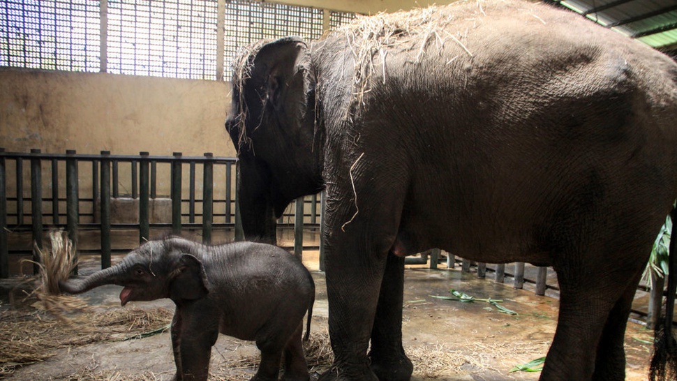 2020/08/13/antarafoto-bayi-gajah-120820-um-3.jpg