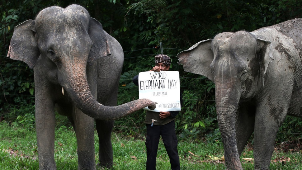Peringatan Hari Gajah Sedunia