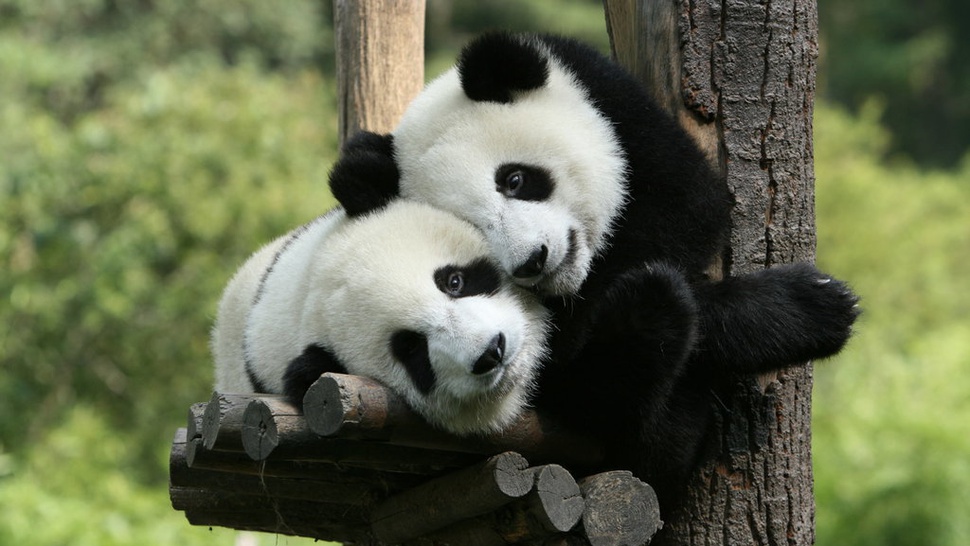 Daftar Film Nature dan Science di Mola TV: Ada Panda Nursery