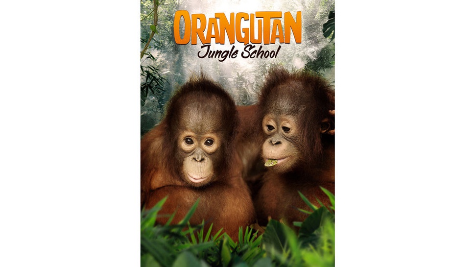 Sinopsis Orangutan Jungle School di Mola TV: Hiburan untuk Anak