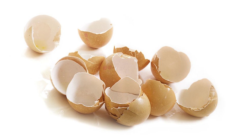 Ketahui Manfaat Cangkang Kulit Telur untuk Pupuk Tanaman
