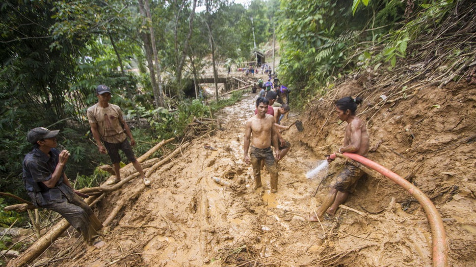Sawit & Tambang: Pemicu Suramnya Masa Depan Petani Rotan di Kalbar
