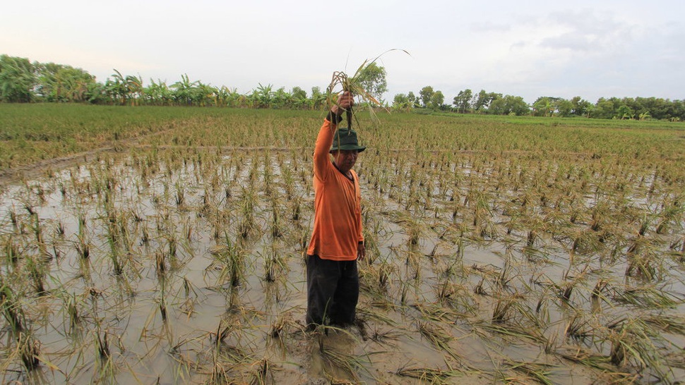Ratusan Hektare Sawah Karawang Terancam Gagal Panen akibat Banjir
