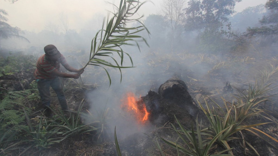 BPBD: Karhutla Riau Luas Lahan yang Terbakar Capai 248,9 Hektare