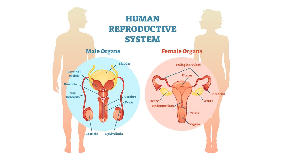 Organ Reproduksi Pria dan Fungsinya: Duktus Ejakulatoris-Testis
