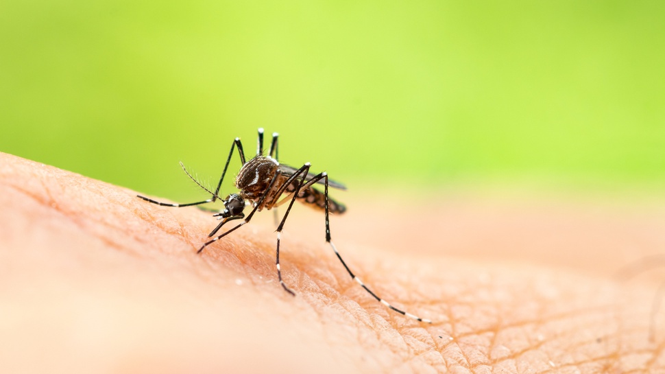 Ketahui 8 Tips Agar Rumah Bebas Nyamuk Menurut Ahli