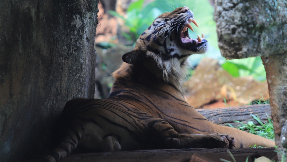 Dua Harimau Sumatra di Ragunan Sembuh dari COVID-19