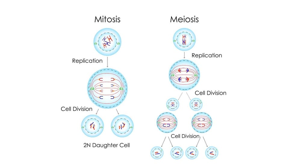Materi Kelas 9 Tentang Pembelahan Sel Meiosis dan Mitosis