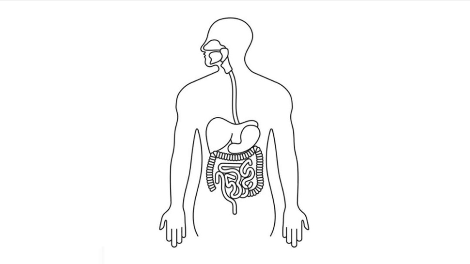 Urutan Sistem Pencernaan pada Manusia: Gambar Rongga Mulut-Anus