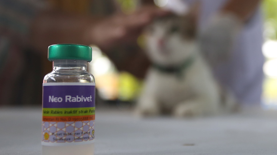 Dinkes Sulsel Catat Tren Kasus Rabies Meningkat Tiap Tahun