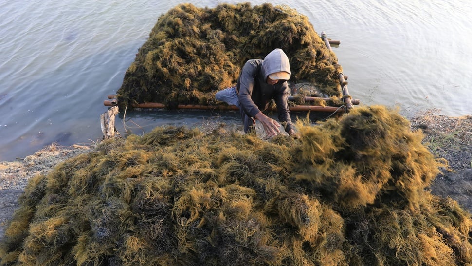 Produksi Minim, Jokowi Minta KKP Lakukan Hilirisasi Rumput Laut