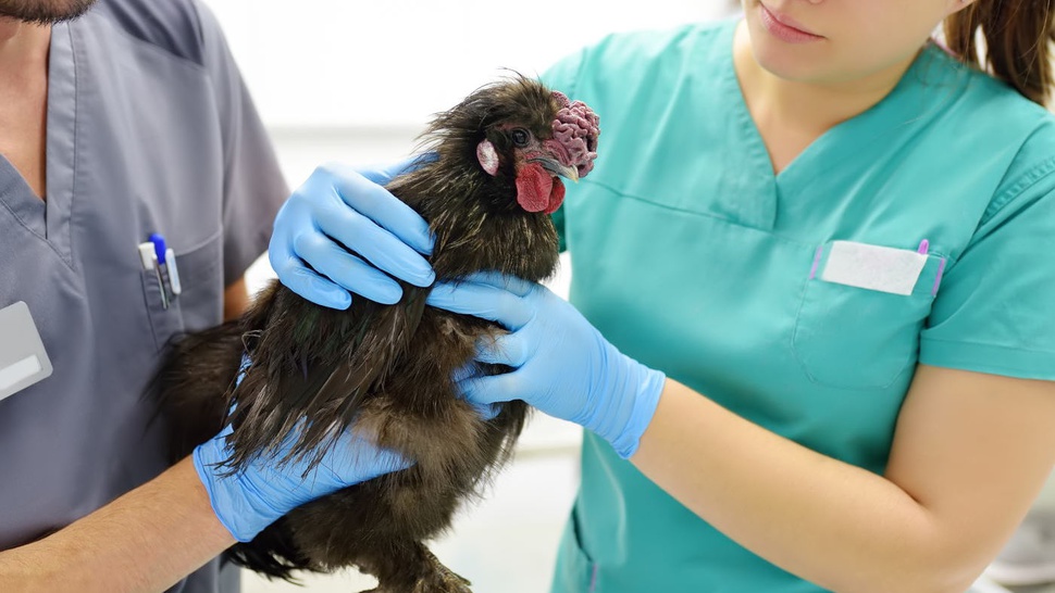30 Kasus Flu Burung pada Unggas Ditemukan di Tanah Bumbu Kalsel