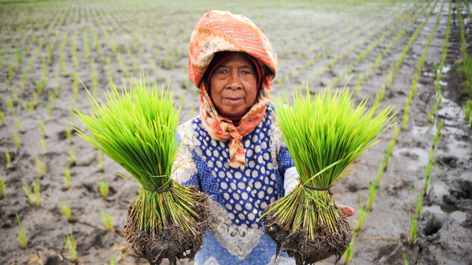 Dominasi 50% Sektor Pertanian, Perempuan Alami Masalah Struktural