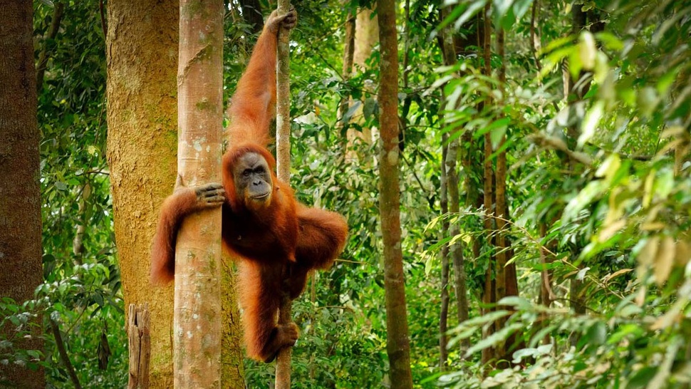 Hari Orangutan Sedunia: Cara Rayakan International Orangutan Day