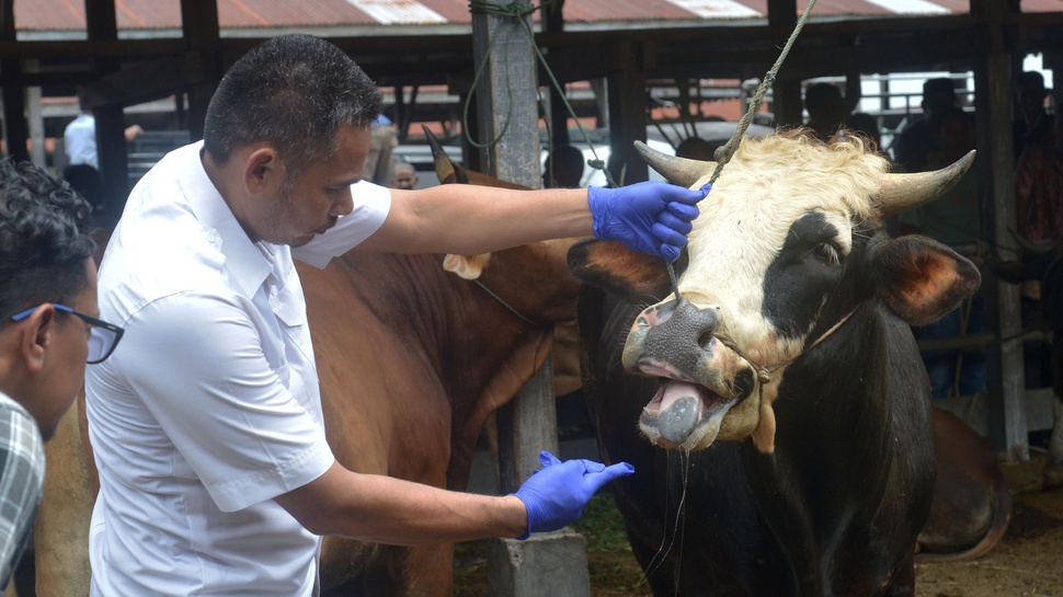 6.801 Ternak di Aceh Besar Terjangkit PMK: 2.356 Sembuh dan 24 Mati
