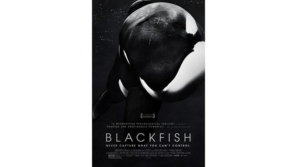 Sinopsis Blackfish Netflix: Kehidupan Kejam Paus di Tempat Sirkus