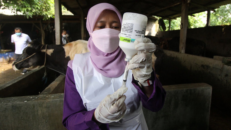 800 Ribu Vaksin PMK Tahap II Tiba di Indonesia