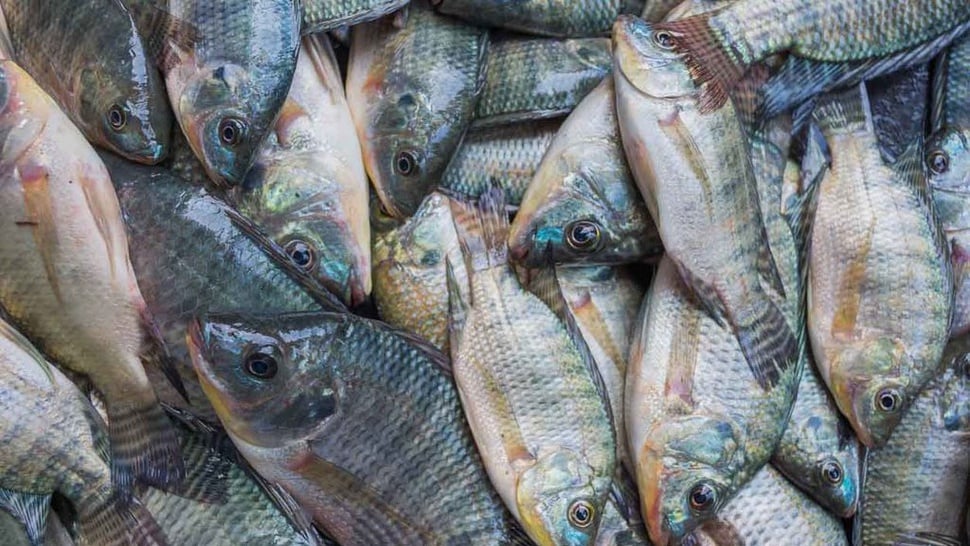 Kandungan Nutrisi Ikan Mujair dan Manfaatnya Bagi Tubuh