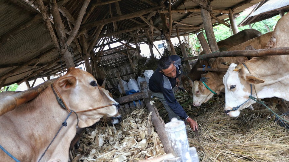 DPR RI Minta Kementan Pastikan Daging Kurban yang Beredar Bebas PMK