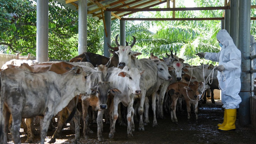 398.224 Ternak Terkena PMK di 259 Daerah, Paling Banyak Sapi Potong