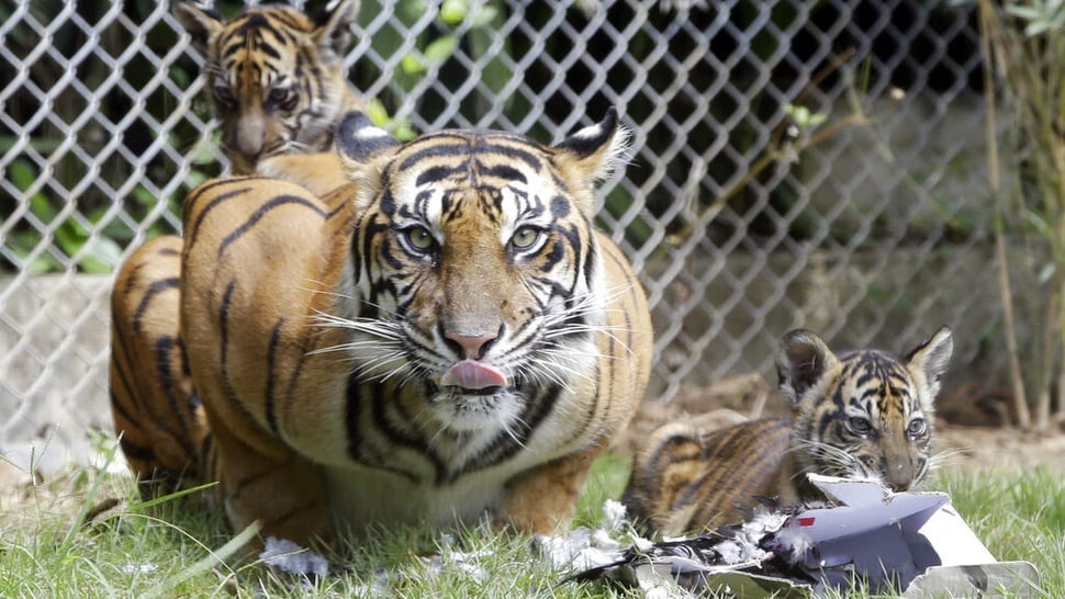 Bolehkah Memelihara Harimau di Rumah: Cara, Izin, Syarat & Hukumnya