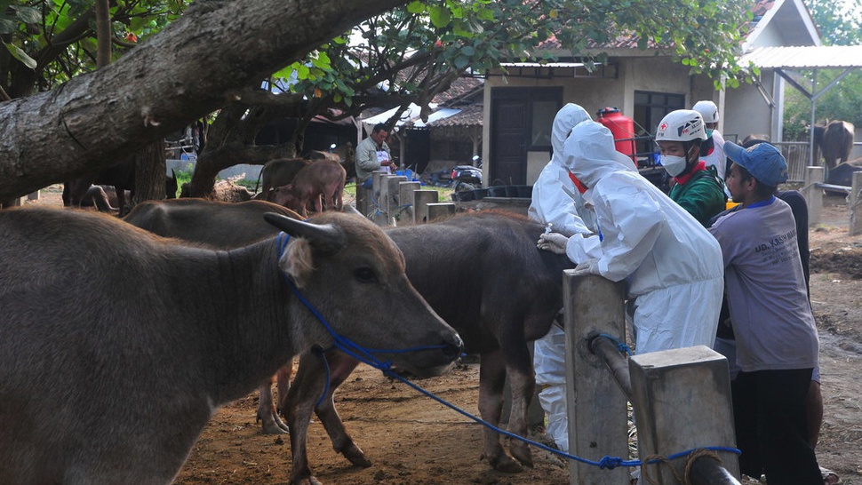 Indonesia Terima 10.000 Dosis Vaksin PMK dari Australia