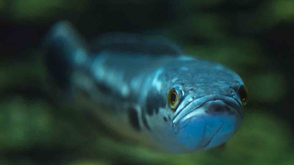 Mengenal Ikan Toman, Ciri-Ciri dan Cara Budidayanya