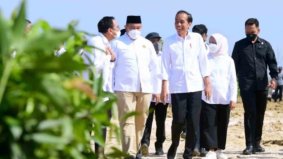 Pengganti Gandum, Jokowi Ajak Kadin Tanam Sorgum di NTT