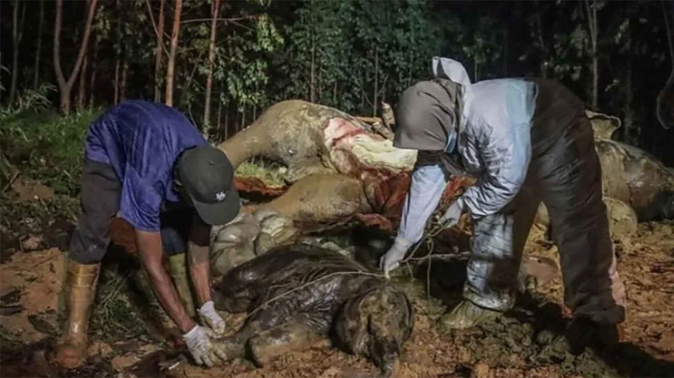 BBKSDA Riau: Gajah Bunting di Bengkalis Mati karena Racun