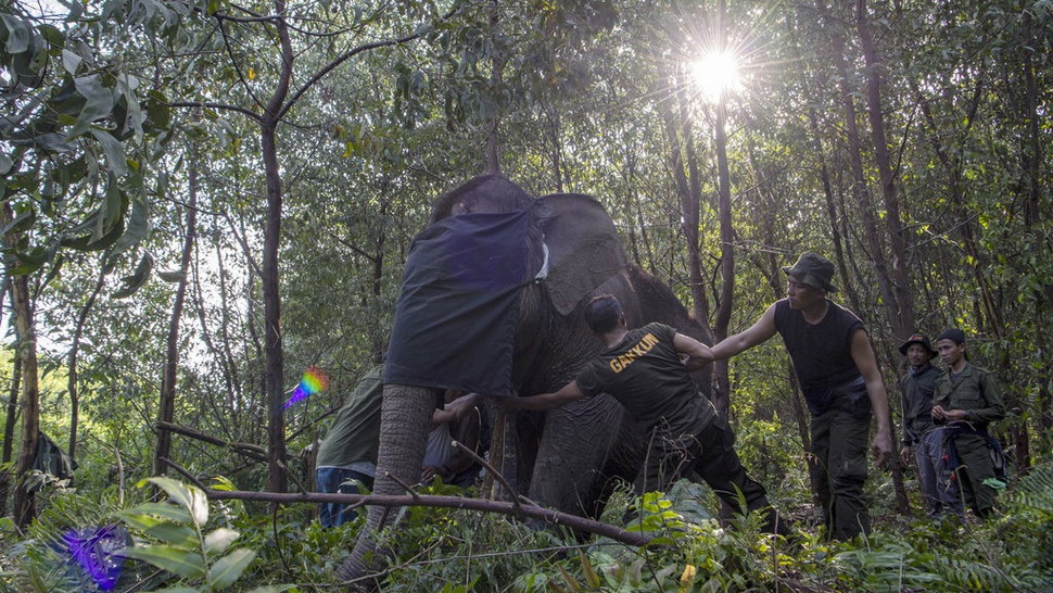 Kalung GPS : Upaya Mitigasi Konflik Gajah Sumatra Dan Manusia