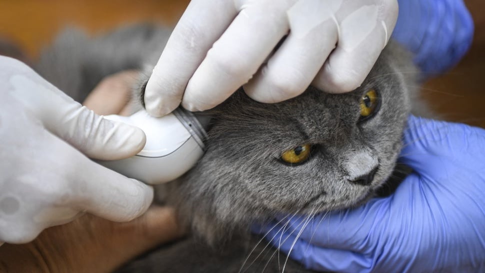 Cara Mengobati Telinga Kucing Berair & Bau serta Penyebabnya