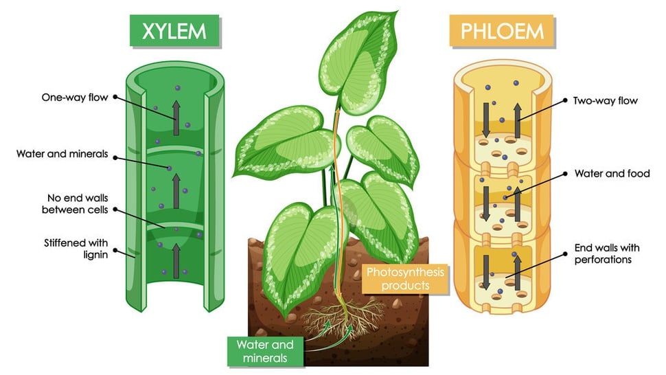 Fungsi Jaringan Floem, Pengertian, dan Komponen dalam Tumbuhan