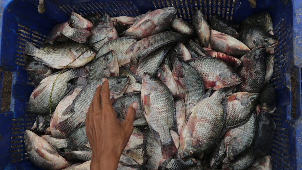 Apa Manfaat Ikan Nila Bagi Kesehatan dan Kandungan Gizinya