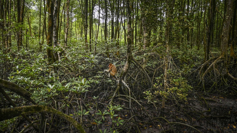 2022/10/24/antarafoto-konservasi-mangrove-dan-bekantan-di-tarakan-20102022-gp-6_ratio-16x9.jpg