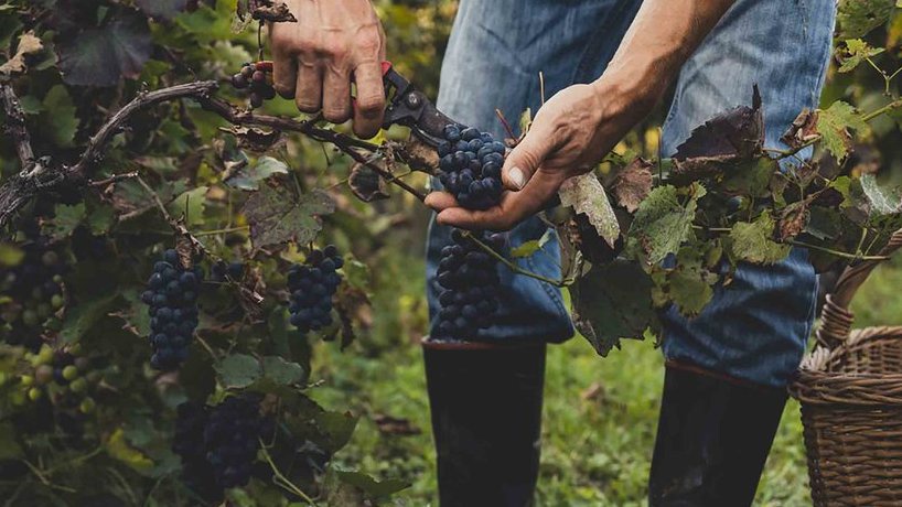 Daftar 10 Manfaat Buah Anggur Bagi Kesehatan dan Nutrisinya