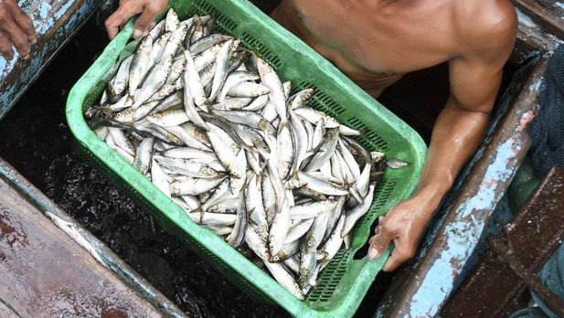 Update Harga Pangan 21 Juli 2023: Ikan Naik, Beras & Telur Turun