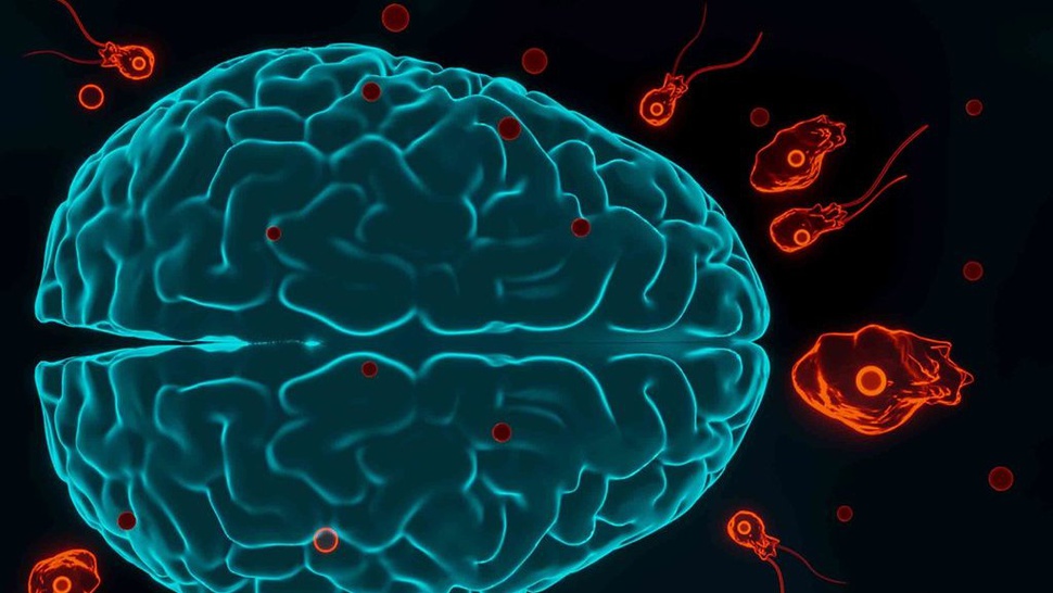 Apa Itu Amoeba Pemakan Otak yang Menelan Korban di Korsel?