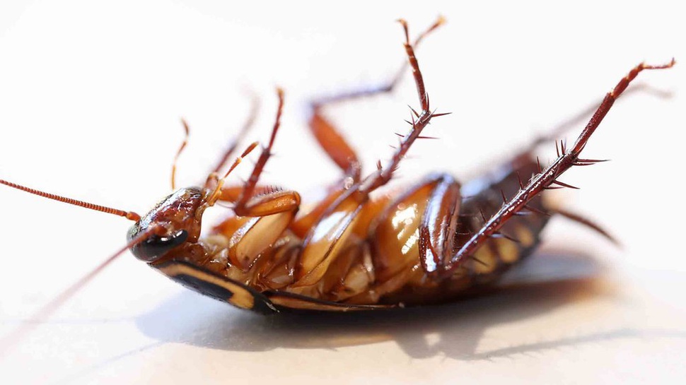Mengenal Entomophobia, Rasa Takut Terhadap Serangga