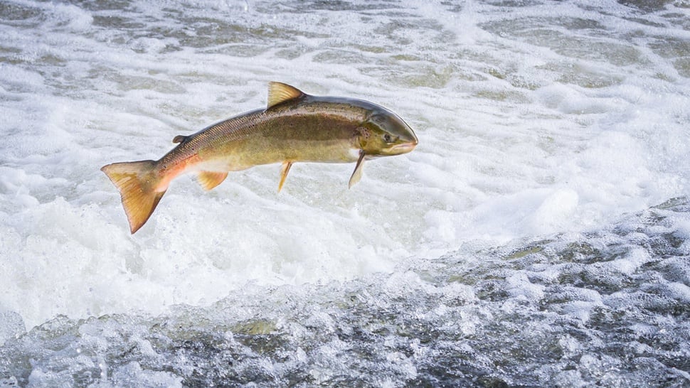 Kapan Hari Ikan Nasional 2024? Simak Tema & Sejarahnya