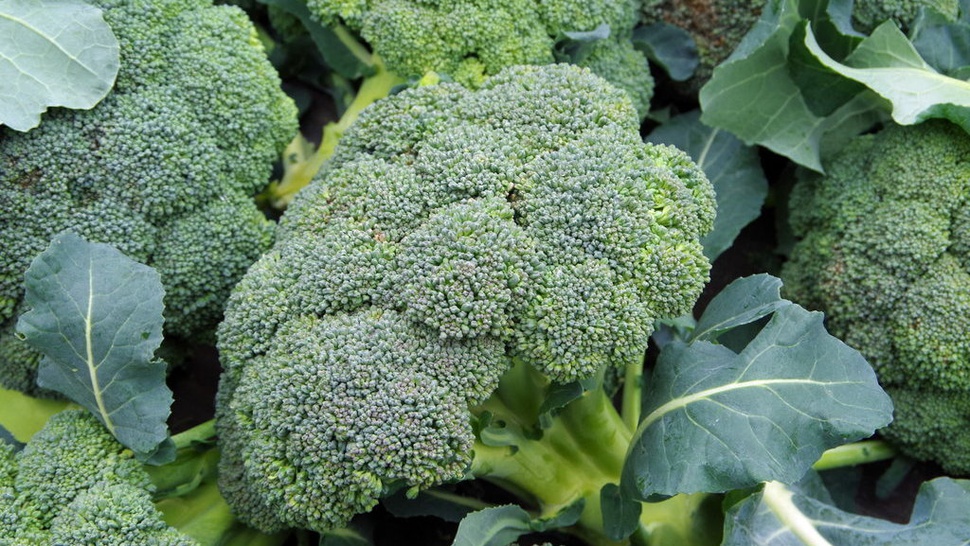 13 Manfaat Konsumsi Brokoli, Kandungan Gizi dan Cara Memasaknya