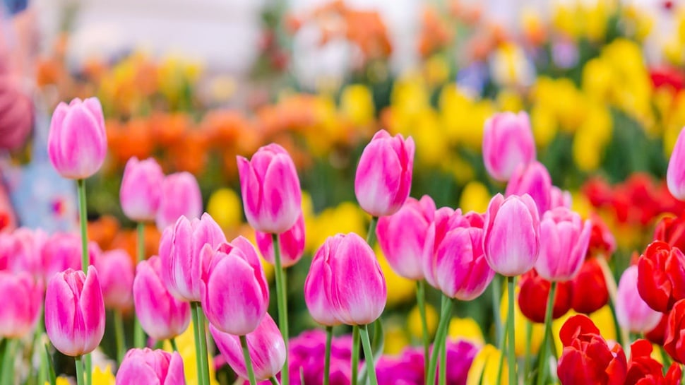 Arti Bunga Tulip Pink hingga Putih, Bunga Tulip Melambangkan Apa