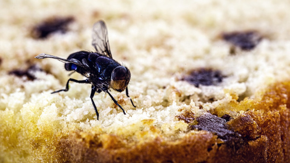 Cara Mengusir Lalat Masuk Rumah dan Tips Mencegahnya