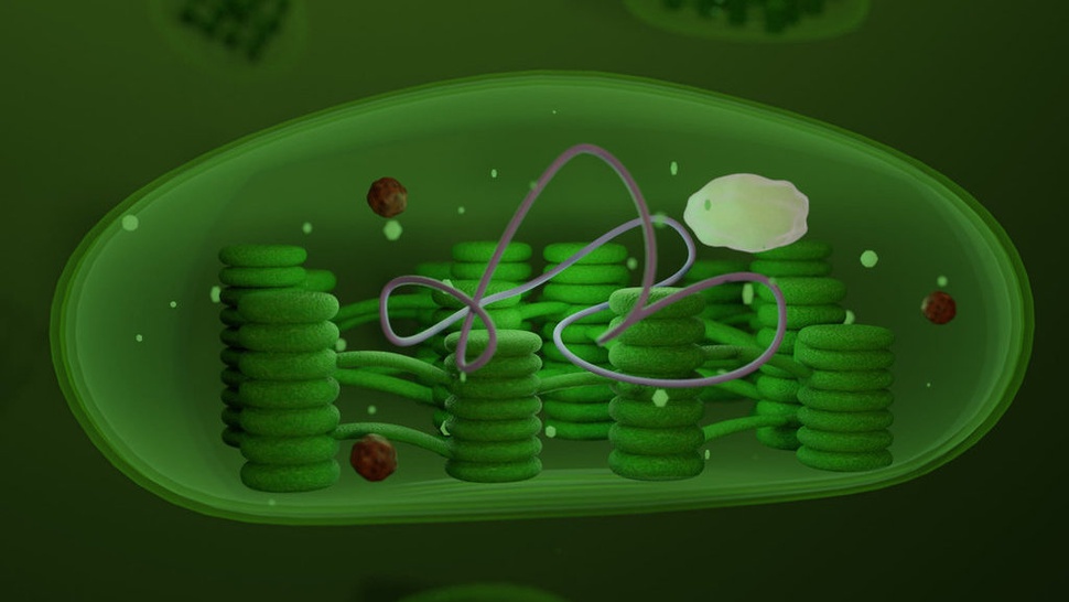 Fungsi Kloroplas pada Sel Tumbuhan, Struktur, dan Cara Kerjanya