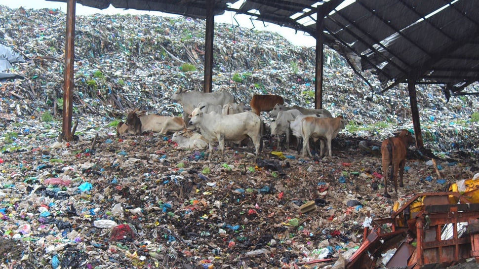 Sapi Makan Sampah di TPA: Apa Risikonya bagi Hewan dan Manusia?