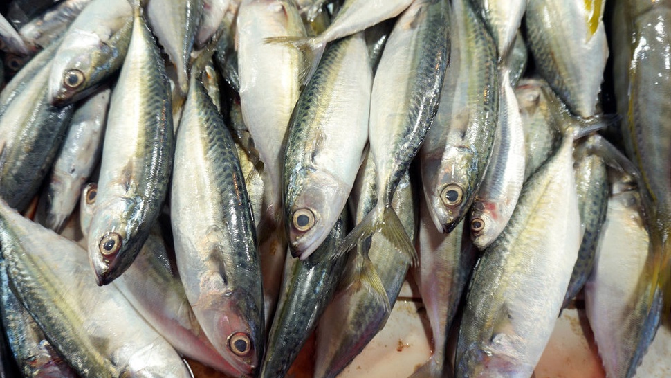 Daftar Nutrisi Ikan Kembung dan Manfaatnya untuk Kecerdasan Otak