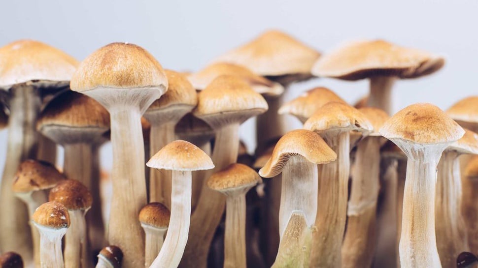 Apa Itu Magic Mushroom yang Diteliti untuk Obat Depresi, Efeknya