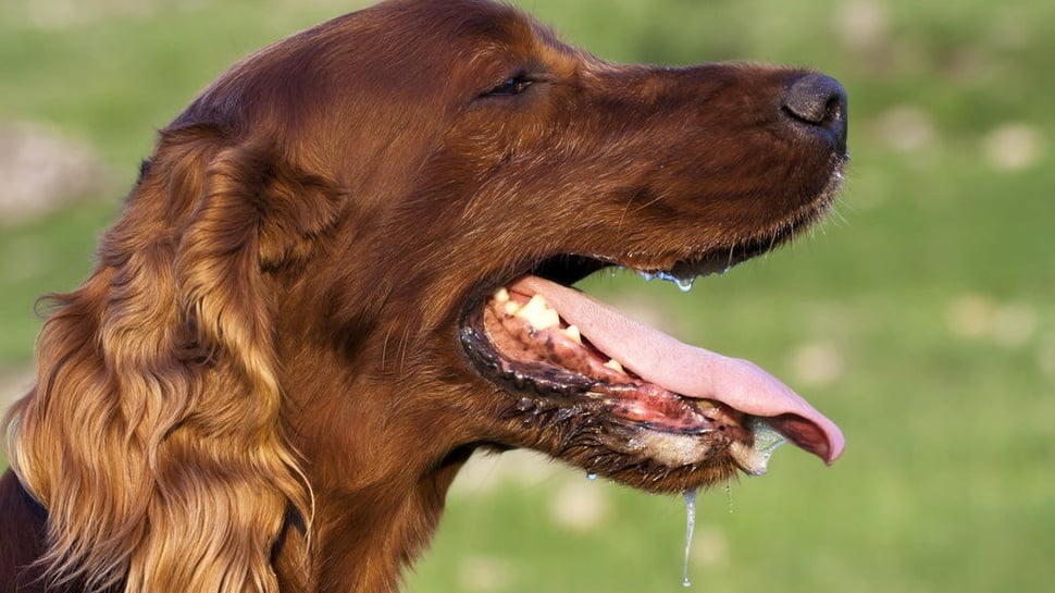 Ciri-ciri Anjing Rabies yang Perlu Diwaspadai & Apa Penyebabnya?