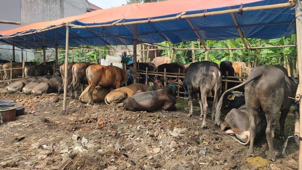 Jerit Hati Pedagang Kurban di Tengah 'Banjir' Impor Sapi & Domba